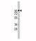 ADAM Metallopeptidase Domain 17 antibody, F44301-0.4ML, NSJ Bioreagents, Western Blot image 