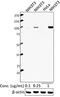 Aryl Hydrocarbon Receptor antibody, 694502, BioLegend, Western Blot image 