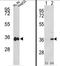 Malate Dehydrogenase 1 antibody, AP17556PU-N, Origene, Western Blot image 