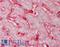 Beta-2-Microglobulin antibody, LS-B12226, Lifespan Biosciences, Immunohistochemistry paraffin image 