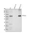 COX2 antibody, A00084-2, Boster Biological Technology, Western Blot image 