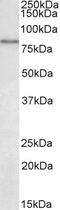 Solute Carrier Family 26 Member 6 antibody, 43-165, ProSci, Immunohistochemistry paraffin image 