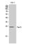 Peroxisomal Membrane Protein 4 antibody, A13147, Boster Biological Technology, Western Blot image 