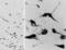 Oxytocin/Neurophysin I Prepropeptide antibody, MBS421673, MyBioSource, Immunohistochemistry paraffin image 