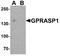 Beclin 2 antibody, A12290, Boster Biological Technology, Western Blot image 