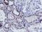 Frataxin antibody, LS-C173723, Lifespan Biosciences, Immunohistochemistry paraffin image 