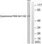 Cytochrome P450 Family 4 Subfamily A Member 11 antibody, abx015130, Abbexa, Western Blot image 