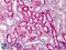 Catechol-O-Methyltransferase antibody, LS-B4880, Lifespan Biosciences, Immunohistochemistry paraffin image 