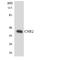 Cannabinoid Receptor 2 antibody, LS-C291822, Lifespan Biosciences, Western Blot image 