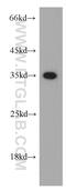 Annexin A1 antibody, 55018-1-AP, Proteintech Group, Western Blot image 