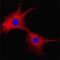 Fatty Acid Binding Protein 5 antibody, AF3077, R&D Systems, Immunofluorescence image 