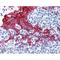 Keratin 13 antibody, IQ291, Immuquest, Western Blot image 