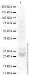 Surfactant Protein C antibody, ab40879, Abcam, Western Blot image 