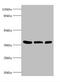 Arginase 2 antibody, abx322336, Abbexa, Western Blot image 