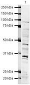 Nibrin antibody, PA5-19525, Invitrogen Antibodies, Western Blot image 