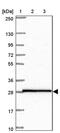 Homeobox A4 antibody, PA5-63814, Invitrogen Antibodies, Western Blot image 