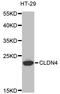 Claudin 4 antibody, STJ23162, St John