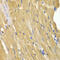 Adenylate Kinase 1 antibody, 14-299, ProSci, Immunohistochemistry paraffin image 