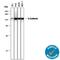 Cadherin 1 antibody, AF648, R&D Systems, Western Blot image 