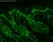 Acetyl Lysine antibody, SMC-153D-A655, StressMarq, Immunohistochemistry frozen image 