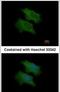 Complement Factor H Related 1 antibody, PA5-31232, Invitrogen Antibodies, Immunofluorescence image 