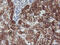 Cytochrome P450 2A6 antibody, LS-C786751, Lifespan Biosciences, Immunohistochemistry frozen image 