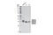 Methyl-CpG Binding Domain Protein 3 antibody, 3896S, Cell Signaling Technology, Western Blot image 