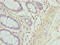 Actin Gamma 2, Smooth Muscle antibody, CSB-PA12799A0Rb, Cusabio, Immunohistochemistry paraffin image 