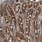 Coiled-Coil Domain Containing 43 antibody, NBP1-83536, Novus Biologicals, Immunohistochemistry paraffin image 