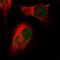 Histone Cell Cycle Regulator antibody, HPA052902, Atlas Antibodies, Immunofluorescence image 