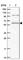 SMG9 Nonsense Mediated MRNA Decay Factor antibody, HPA041763, Atlas Antibodies, Western Blot image 