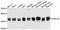 DnaJ Heat Shock Protein Family (Hsp40) Member A1 antibody, abx125765, Abbexa, Western Blot image 