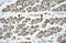 Tripartite Motif Containing 68 antibody, 28-096, ProSci, Enzyme Linked Immunosorbent Assay image 