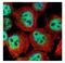 Rac GTPase Activating Protein 1 antibody, NBP1-33455, Novus Biologicals, Immunocytochemistry image 