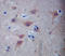 Tubulin Beta 3 Class III antibody, LS-C203053, Lifespan Biosciences, Immunohistochemistry frozen image 