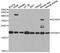 Insulin Like Growth Factor Binding Protein 4 antibody, A2008, ABclonal Technology, Western Blot image 