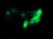 FcRI antibody, NBP2-45625, Novus Biologicals, Immunocytochemistry image 
