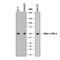 Egl-9 Family Hypoxia Inducible Factor 1 antibody, NBP2-78782, Novus Biologicals, Western Blot image 