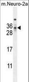 MAF1 Homolog, Negative Regulator Of RNA Polymerase III antibody, LS-C163962, Lifespan Biosciences, Western Blot image 