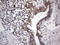 Galectin 3 antibody, LS-C339277, Lifespan Biosciences, Immunohistochemistry paraffin image 