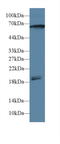 Calcium/Calmodulin Dependent Protein Kinase II Gamma antibody, LS-C293110, Lifespan Biosciences, Western Blot image 