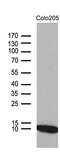 NDUFA4 Mitochondrial Complex Associated Like 2 antibody, M15915, Boster Biological Technology, Western Blot image 