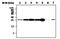 Ubiquitin C-Terminal Hydrolase L1 antibody, MA5-17235, Invitrogen Antibodies, Western Blot image 