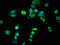 Serine Incorporator 1 antibody, LS-C673122, Lifespan Biosciences, Immunofluorescence image 