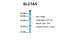 Solute Carrier Family 1 Member 5 antibody, ARP42247_T100, Aviva Systems Biology, Western Blot image 