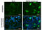 Bone Morphogenetic Protein 8b antibody, GTX629764, GeneTex, Immunocytochemistry image 