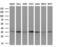 Interleukin-1 alpha antibody, TA506849AM, Origene, Western Blot image 