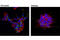 Neuropeptide Y antibody, 11976P, Cell Signaling Technology, Immunofluorescence image 