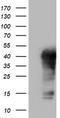 A0A023HHK9 antibody, LS-C336479, Lifespan Biosciences, Western Blot image 