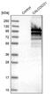 Calcium-binding and coiled-coil domain-containing protein 1 antibody, PA5-58336, Invitrogen Antibodies, Western Blot image 